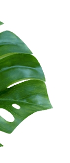 daun
